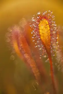 Estonia, Jarva county county, Foggy summer sunrise in Kakerdaja bog