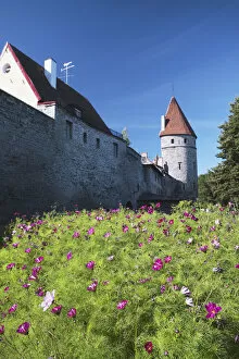 Images Dated 5th January 2010: Estonia, Tallinn, Cosmos Flowers In Garden Outside Lower Town Wall