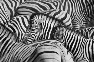 African Wildlife Gallery: Etosha National Park, Namibia, Africa. Group of zebras