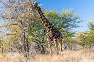 Neck Prints: Etosha National Park, Namibia, Africa. Giraffe