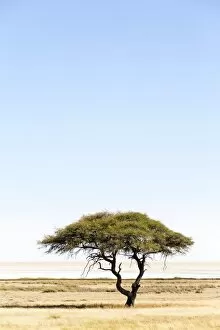 Etosha Pan, Namibia, Africa. Lonely tree
