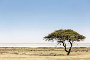 Images Dated 12th October 2017: Etosha Pan, Namibia, Africa. Lonely tree