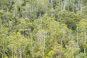 Eucalyptus Gallery: Eucalyptus Forest, Hamilton Island, Whitsunday Islands, Australia