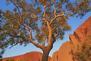 Eucalyptus Gallery: Eucalyptus tree at Ayers Rock - Australia, Northern Territory