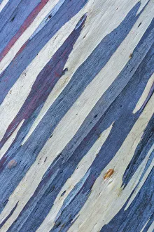 Eucalyptus Gallery: Eucalyptus Tree Bark, Tasmania