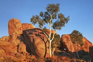 Images Dated 2nd March 2021: Eucalyptus tree at Devils Marbles - Australia, Northern Territory, Devils Marbles