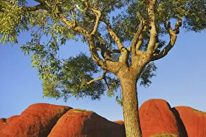 Eucalyptus Gallery: Eucalyptus tree and Olgas - Australia, Northern Territory, Uluru-Kata-Tjuta National Park