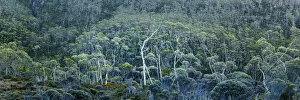 Eucalyptus Gallery: Eucalyptus Trees, Mt. Field National Park, Tasmania