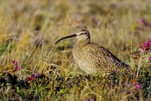 Eurasian Prints: Eurasian or common whimbrel (Numenius phaeopus) on arctic tundra