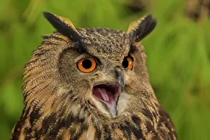 Headshot Prints: Eurasian Eagle Owl (Bubo bubo) - captive bred, Ontario, Canada
