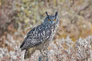 Owls Prints: Eurasian Eagle-owl (Bubo bubo) - captive bred