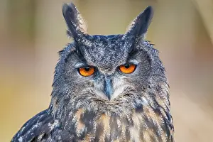Owls Prints: Eurasian Eagle-owl (Bubo bubo) - captive bred