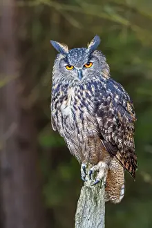Vittoria Prints: Eurasian Eagle Owl (Bubo bubo) is endemic to Europe and Asia- captive bred