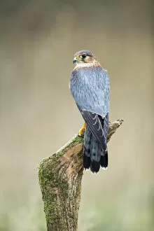 Images Dated 14th January 2021: Eurasian Hobby (Falco subbuteo), Hampshire, England