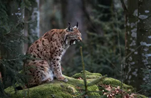 Eurasian Prints: Eurasian Lynx in the Bayerischer Wald Park, Germany