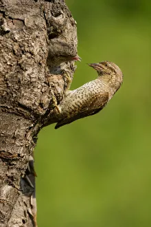 Nest Prints: Eurasian Wryneck with cue, Trentino Alto-Adige, Italy