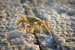 Images Dated 16th August 2017: Europe, Balkan, Croatia, Istria, Rovinj, Crab