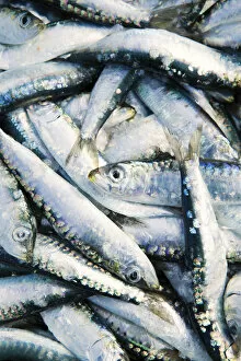Images Dated 28th August 2015: Europe, Balkans, Croatia, Hvar island, freshly caught sardines