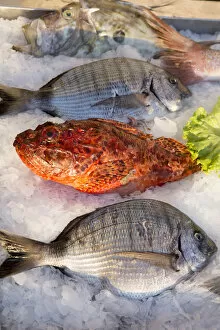 Images Dated 28th August 2015: Europe, Balkans, Croatia, Hvar, Mediterranean sea fish on ice in a restaurant in Hvar