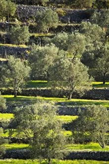 Images Dated 28th August 2015: Europe, Balkans, Croatia, Korcula, olive trees planted on ancient terraces near Vela Luka