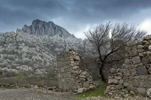 Images Dated 6th August 2014: Europe, Croatia, Dalmatia, Paklenica national park, a lone tree growing in a ruined