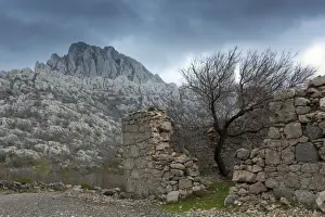 Europe, Croatia, Dalmatia, Paklenica national park, a lone tree growing in a ruined