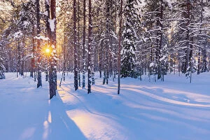 Finnish Gallery: Europe, Finland, forest of trees covered with snow in Rovaniemi at sunset