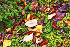 Images Dated 25th November 2013: Europe, Finland, Lapland, Kuusamo, Oulanka National Park, close-up of the forest floor
