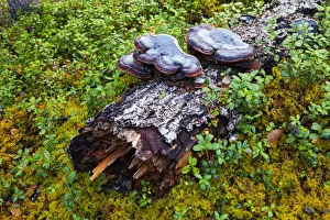 Images Dated 25th November 2013: Europe, Finland, Lapland, Kuusamo, Oulanka National Park, close-up of the forest floor