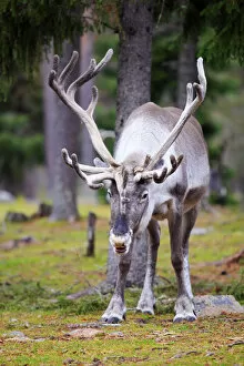 Images Dated 25th November 2013: Europe, Finland, Lapland, Salla, Salla Reindeer Park, a large male reindeer with