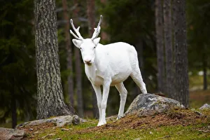 Images Dated 25th November 2013: Europe, Finland, Lapland, Salla, Salla Reindeer Park
