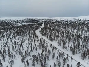 Europe, Finland, Saariselka, forest at sunset