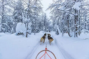 Activity Gallery: Europe, Finland, sled dog activity through the forest at Ruka