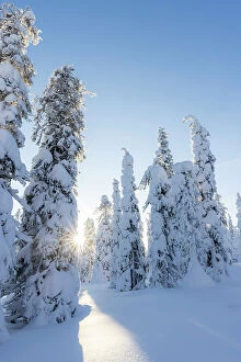 Wild Gallery: Europe, Finland, snow covered trees on the top of the hill at Riisitunturi national Park in