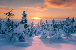 Images Dated 24th February 2023: Europe, Finland, snow covered trees on the top of the hill at Riisitunturi national Park in