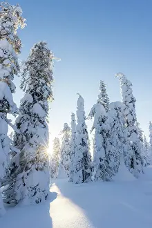 Freeze Prints: Europe, Finland, snow covered trees on the top of the hill at Riisitunturi national Park in finnish Lapland at sunset
