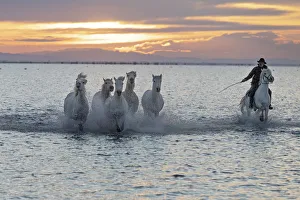 Europe, France, Provence-Alpes-Caza'te d Azur, Bouches-du-Rhone, Camargue