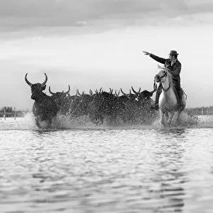 Europe, France, Provence-Alpes-Caza'te d Azur, Bouches-du-Rhone, Camargue