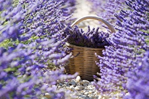Europe, France, Provence Alpes Cote d Azur, Plateau de Valensole, Lavender Rows