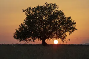Europe, France, Provence-Alpes-Cote d Azur, sun sets behind a tree on the plateau de