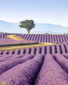 Images Dated 14th November 2019: Europe, France, Provence-Alpes-Cote d Azur, plateau de Valensole