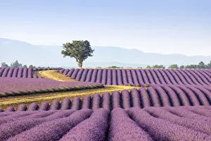 Images Dated 14th November 2019: Europe, France, Provence-Alpes-Cote d Azur, plateau de Valensole