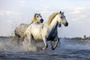 Europe, France, Provence-Alpes-Cote d Azur, Bouches-du-Rhone, Camargue, Saintes-Maries-de-la-Mer, white horses run through the marshes of the Camargue
