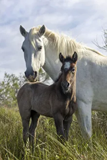 Europe, France, Provence-Alpes-Cote d Azur, Bouches-du-Rhone, Camargue, Saintes-Maries-de-la-Mer, Mare and her foal