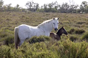 Europe, France, Provence-Alpes-Cote d Azur, Bouches-du-Rhone, Camargue, Saintes-Maries-de-la-Mer, Mare and her foal