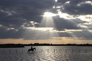 Europe, France, Provence-Alpes-Cote d Azur, Bouches-du-Rhone, Camargue, Saintes-Maries-de-la-Mer, a guardian rides a Camargue white horse run through the marshes of the Camargue at sunset