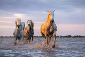 Europe, France, Provence-Alpes-Cote d Azur, Bouches-du-Rhone, Camargue, Saintes-Maries-de-la-Mer, white horses run through the marshes of the Camargue