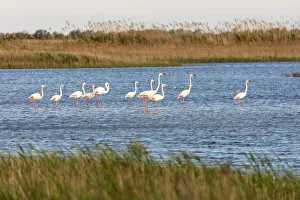 Europe, France, Provence-Alpes-Cote d Azur, Bouches-du-Rhone, Camargue, Saintes-Maries-de-la-Mer, pink flamingos in the marshes of the Camargue