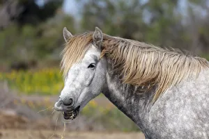 Europe, France, Provence-Alpes-Cote d Azur, Bouches-du-Rhone, Camargue, Saintes-Maries-de-la-Mer, a white horse of the Camargue