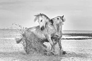 Horses Prints: Europe, France, Provence-Alpes-Cote d'Azur